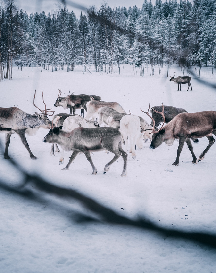 Raindeer in Arjeplog